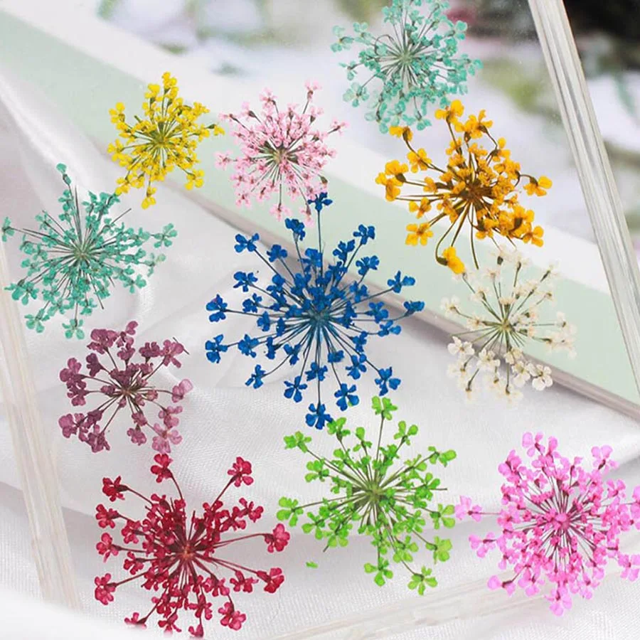 Body Jewelry Display Case - Bộ 60 Ép Khô 20-25Mm Ammi