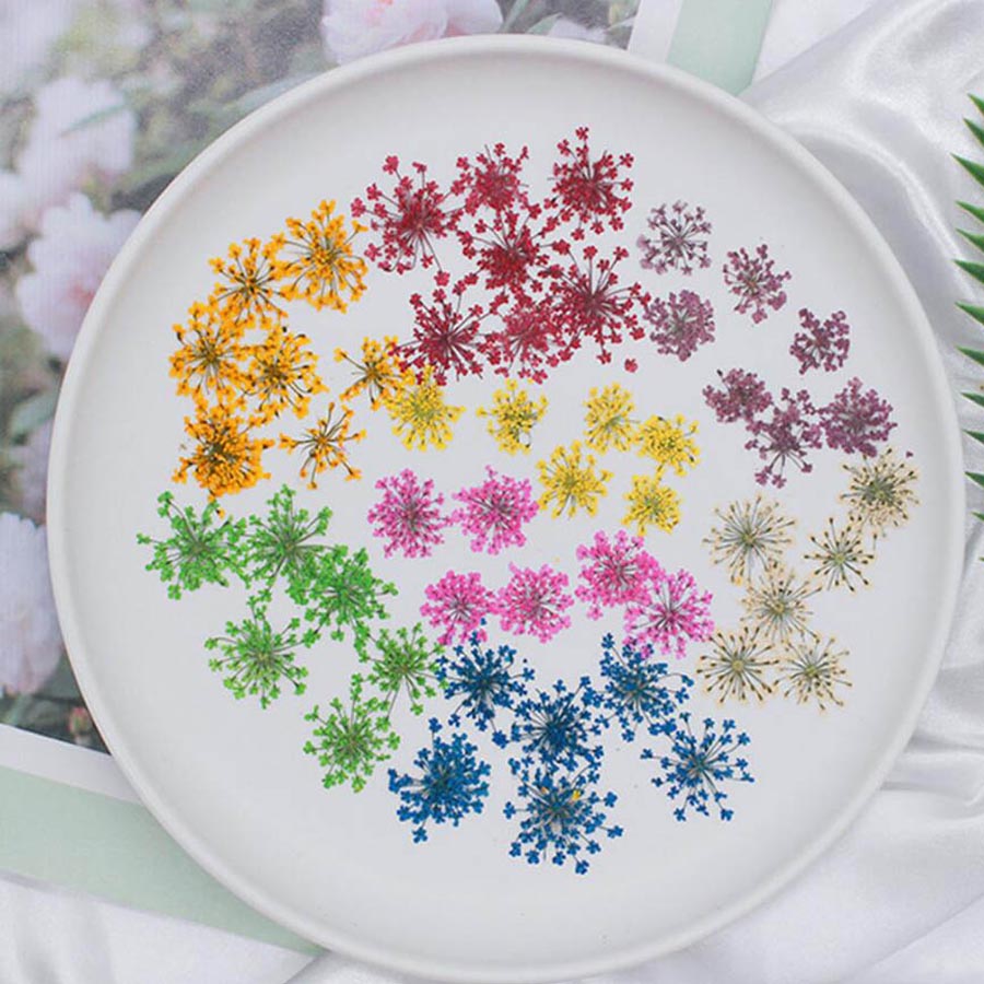 60pcs Pressed Dried 15-20mm Am - đánh giá và giá Body Jewelry Display Case