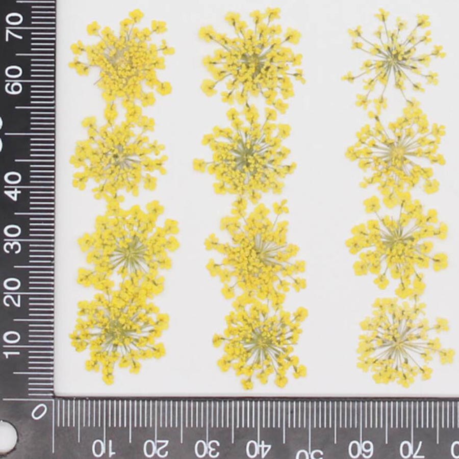 60pcs Pressed Dried 15-20mm Am - đánh giá và giá Body Jewelry Display Case