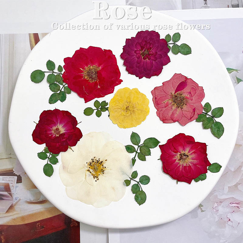 60pcs Pressed Dried Red Yellow - đánh giá và giá Body Jewelry Display Case