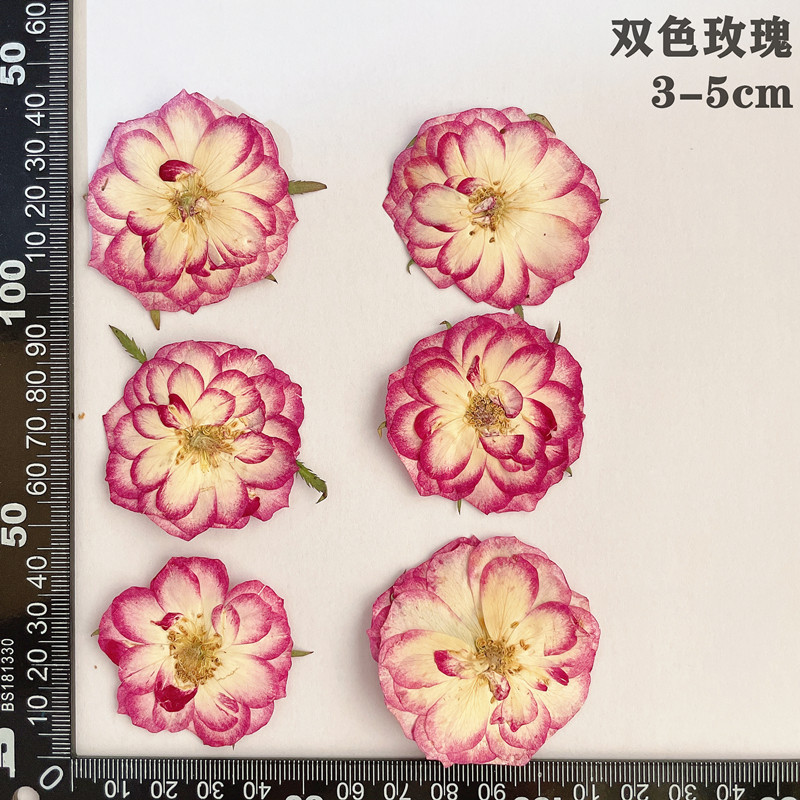 60pcs Pressed Dried Red Yellow - đánh giá và giá Body Jewelry Display Case