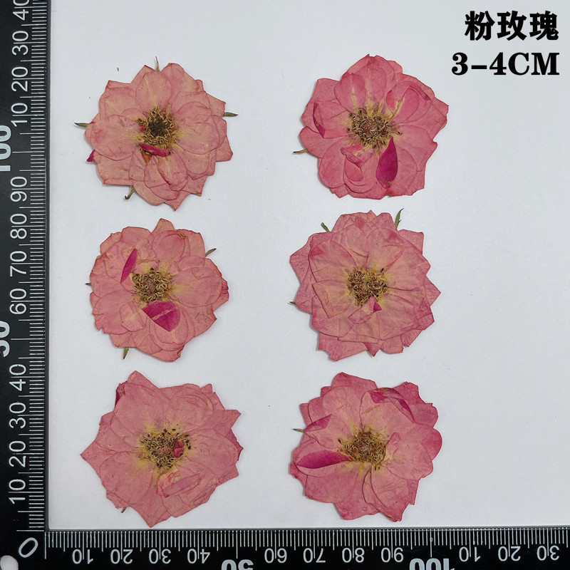 60pcs Pressed Dried Red Yellow - đánh giá và giá Body Jewelry Display Case