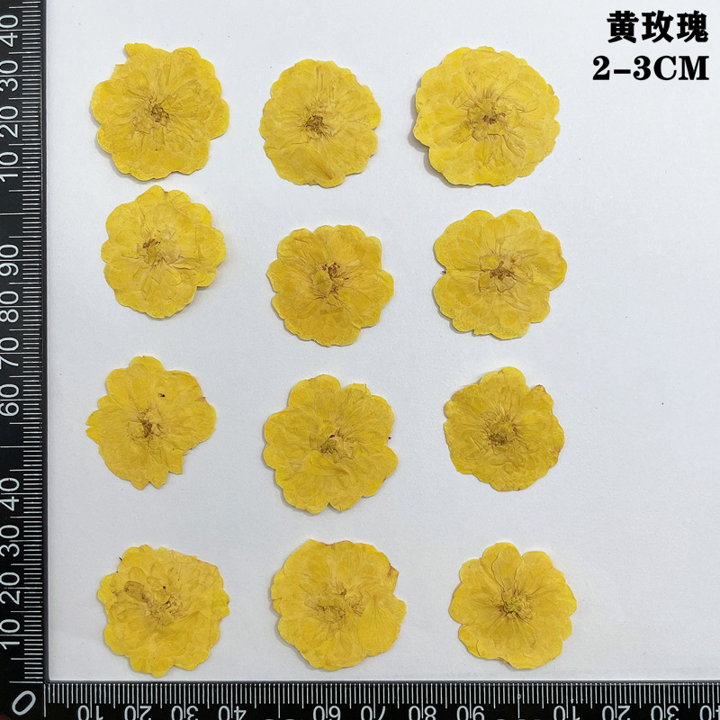 60pcs Pressed Dried Red Yellow - đánh giá và giá Body Jewelry Display Case