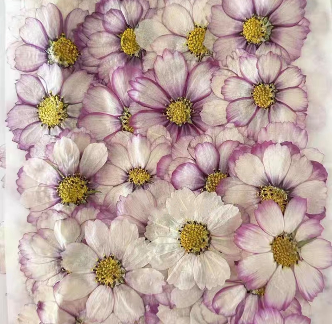 60pcs Pressed Dried Cosmos Flo - đánh giá và giá Body Jewelry Display Case