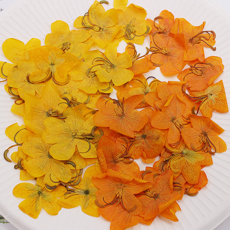 60pcs Dried Pressed Yellow/Ora - đánh giá và giá Body Jewelry Display Case