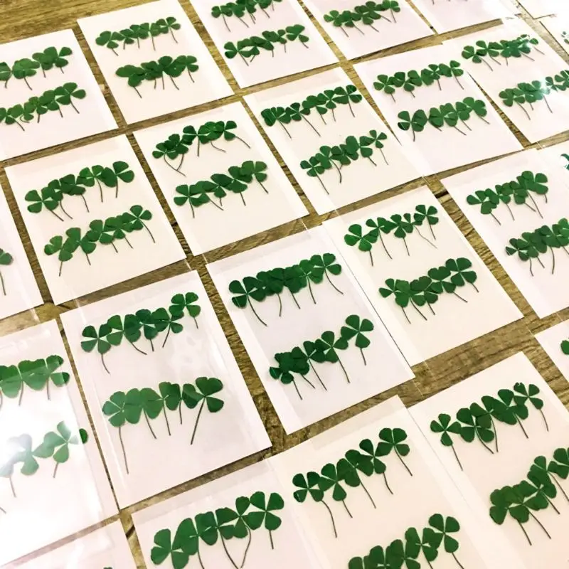 12Pcs Lucky Dried Leaf Clover  - đánh giá và giá Body Jewelry Display Case