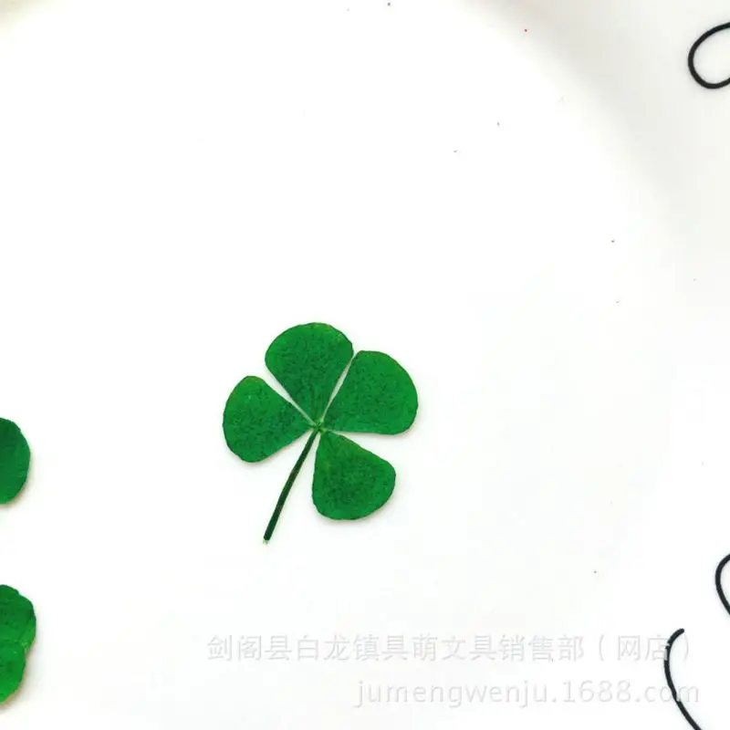 12Pcs Lucky Dried Leaf Clover  - đánh giá và giá Body Jewelry Display Case