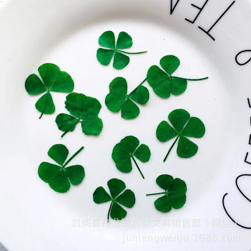 12Pcs Lucky Dried Leaf Clover  - đánh giá và giá Body Jewelry Display Case
